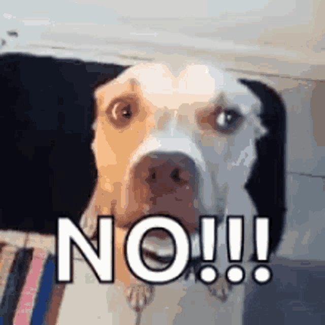 a brown and white dog is sitting on a couch and says no !