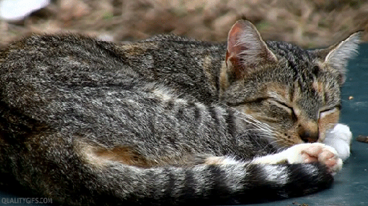 Too Cute GIF - Sleepy Cat GIFs