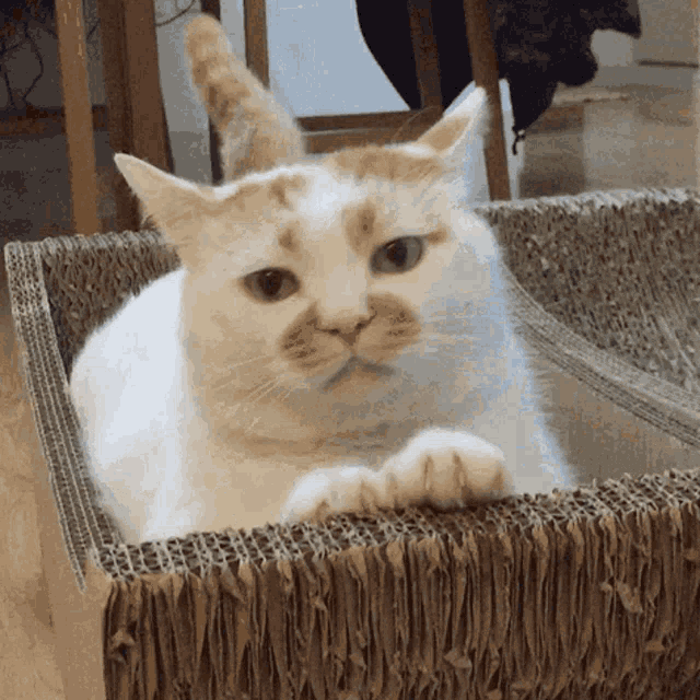 Cat Cute GIF - Cat Cute White Cat GIFs