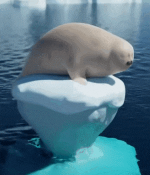 a seal is sitting on top of a small iceberg in the ocean