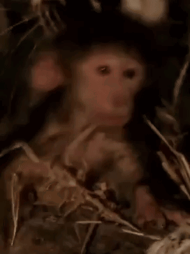 Monkey Mono GIF - Monkey Mono Sad GIFs