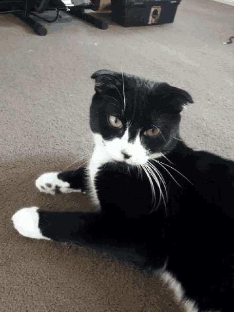 a black and white cat is laying on a carpet