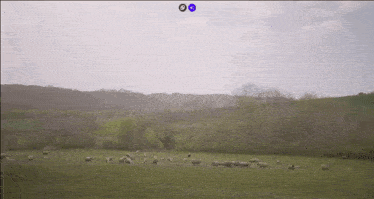 a herd of sheep grazing in a grassy field with trees in the background