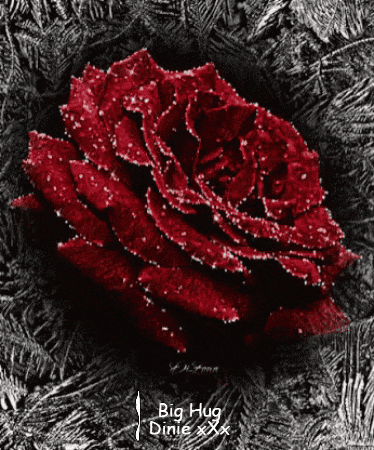 a red rose is surrounded by a black and white background