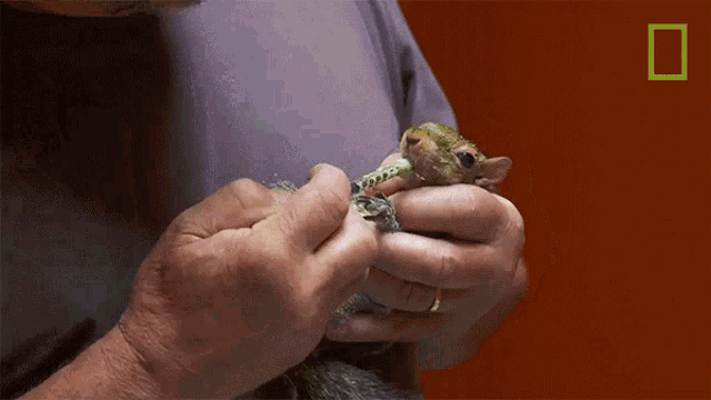 a man is holding a small squirrel in his hands with a national geographic logo in the corner