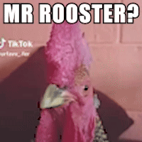 Mrrooster Mr Rooster GIF - Mrrooster Mr Rooster Rooster GIFs