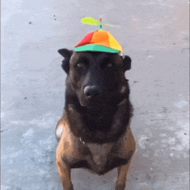 a dog wearing a colorful hat with a propeller on top of it