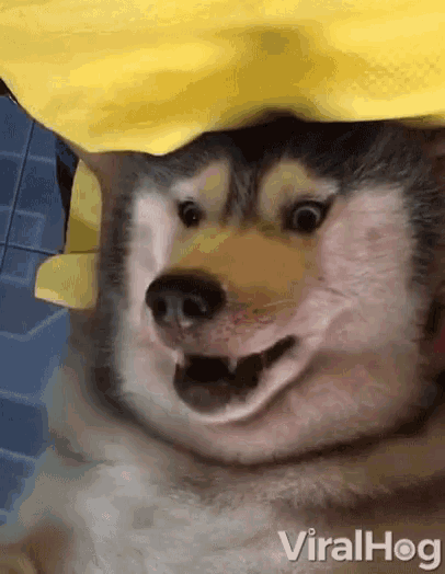 a husky dog laying down with a yellow towel on its head