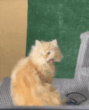 a fluffy orange cat is licking its lips while sitting on a wicker chair .