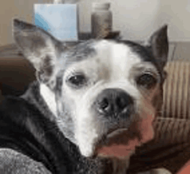Gif Meme