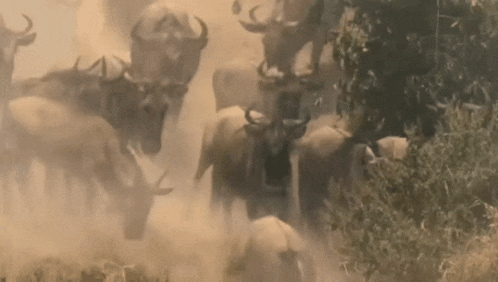 a herd of wildebeest are walking through a field of dust .