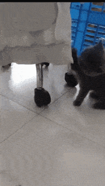 a cat standing next to a chair with a blue crate in the background that says perfect