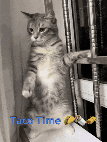 a cat is standing on its hind legs with taco time written on the bottom