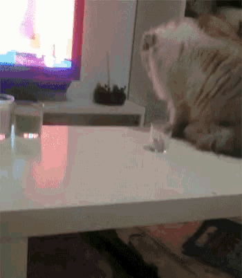 Cat Glass GIF - Cat Glass Falling GIFs