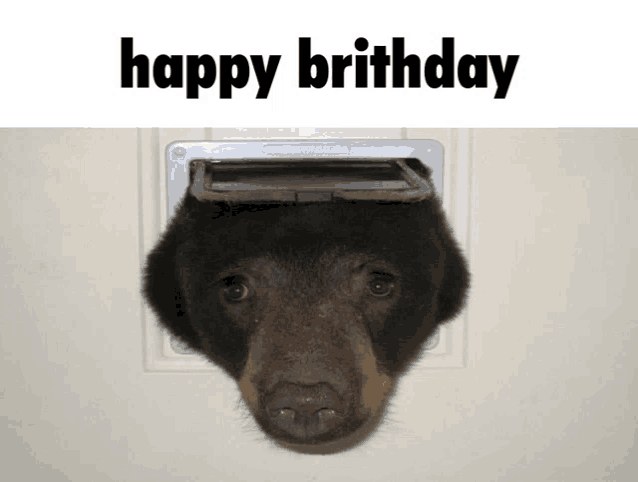 a bear 's head is sticking out of a cat door and the words happy brithday are above it