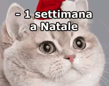 a cat wearing a santa hat with the words - 1 settimana a natale written above it