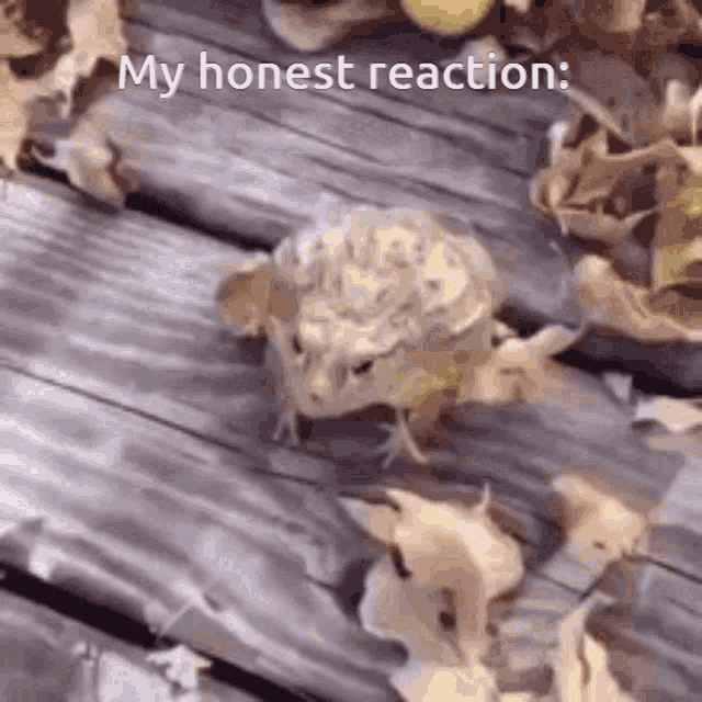 My Honest Reaction GIF - My Honest Reaction GIFs