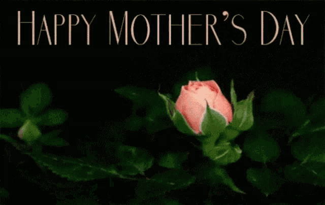 a pink rose with the words happy mother 's day written above it