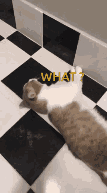 a brown and white cat laying on a checkered floor with the word what written on it