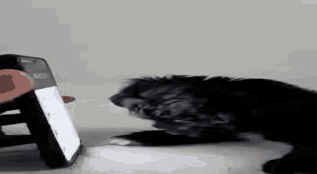 a black and white cat is looking at a person 's cell phone .