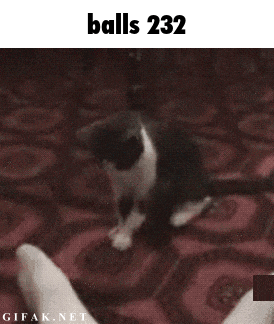 a black and white photo of a cat with the words balls 232 below it