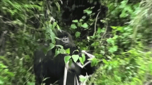 Gorilla Im Watching You GIF - Gorilla Im Watching You Zoom In GIFs