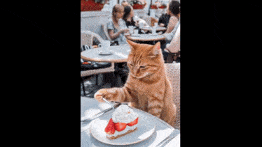 a cat is sitting at a table eating a piece of cake with strawberries on it .
