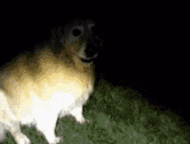 a dog is standing in the dark with a flashlight shining on it .
