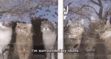 Cats Idiots GIF - Cats Idiots Alone GIFs