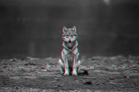 Wolf Boo GIF