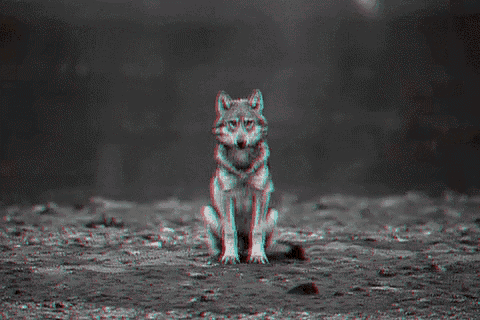 a wolf is sitting on the ground in a black and white photo .