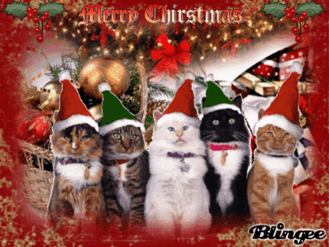 a group of cats wearing santa hats with the words merry christmas written above them