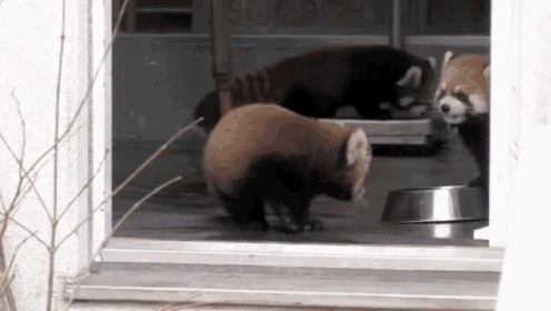 two red pandas are looking out of a window