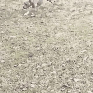 a dog is running on a grassy field
