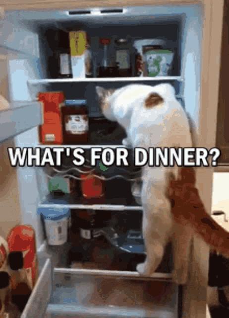 a cat standing in front of a refrigerator with the words what 's for dinner below it