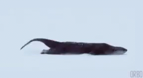 Ferrell Otter GIF - Ferrell Otter Slide GIFs
