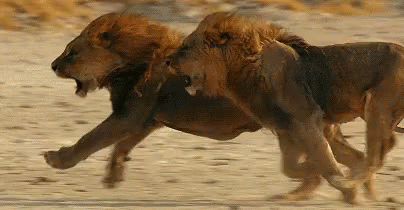Predators Lion GIF - Predators Lion Chasedown GIFs