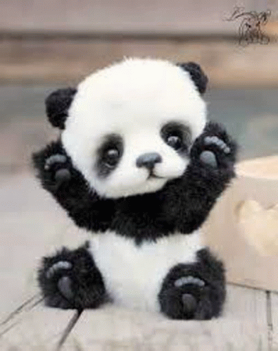 Baby Panda GIF - Baby Panda GIFs