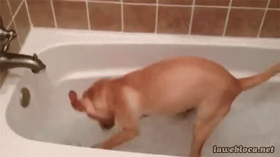 Bath Time Dogs GIF - Bath Time Dogs Funny Animals GIFs