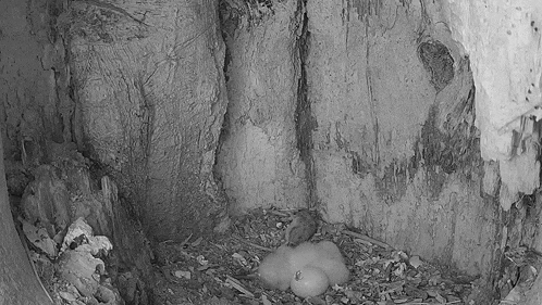 a black and white photo of a nest with eggs in it