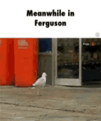 a seagull standing on a sidewalk with the words meanwhile in ferguson written above it