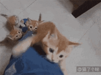 three kittens are playing with a person 's arm .