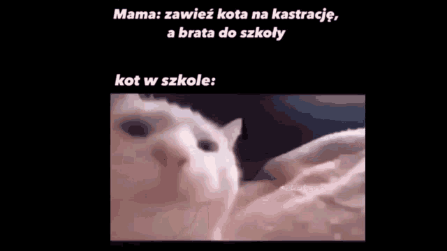 a white cat is laying on a bed with a black background and a caption .