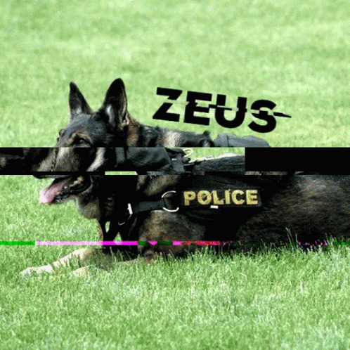 Zeus K9 GIF - Zeus K9 Canine GIFs