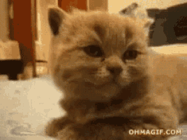 a close up of a kitten laying on a bed with its head on its paws .