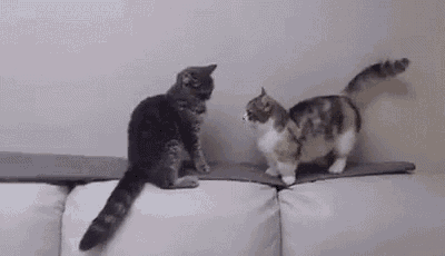 two cats are standing next to each other on a couch and playing with each other .