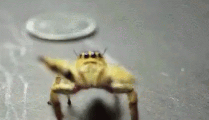 Party GIF - Spider Spiders Spidey GIFs