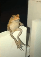 Frog Toad GIF - Frog Toad Sitting GIFs