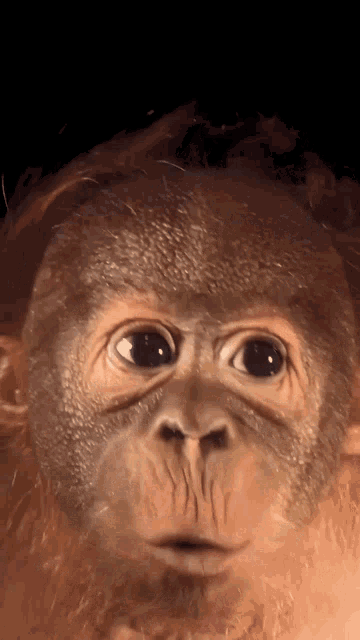 Baby Orangutan Baby Monkey GIF - Baby Orangutan Baby Monkey Monkey GIFs