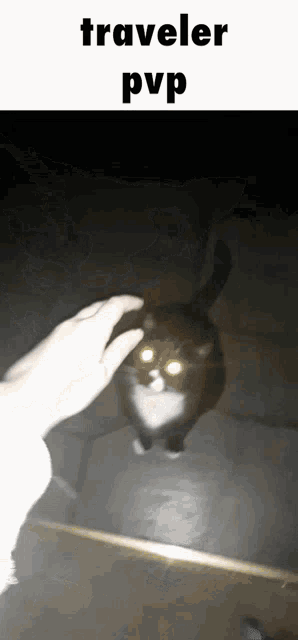 a black and white cat with glowing eyes is being touched by a person with the words traveler pvp above it